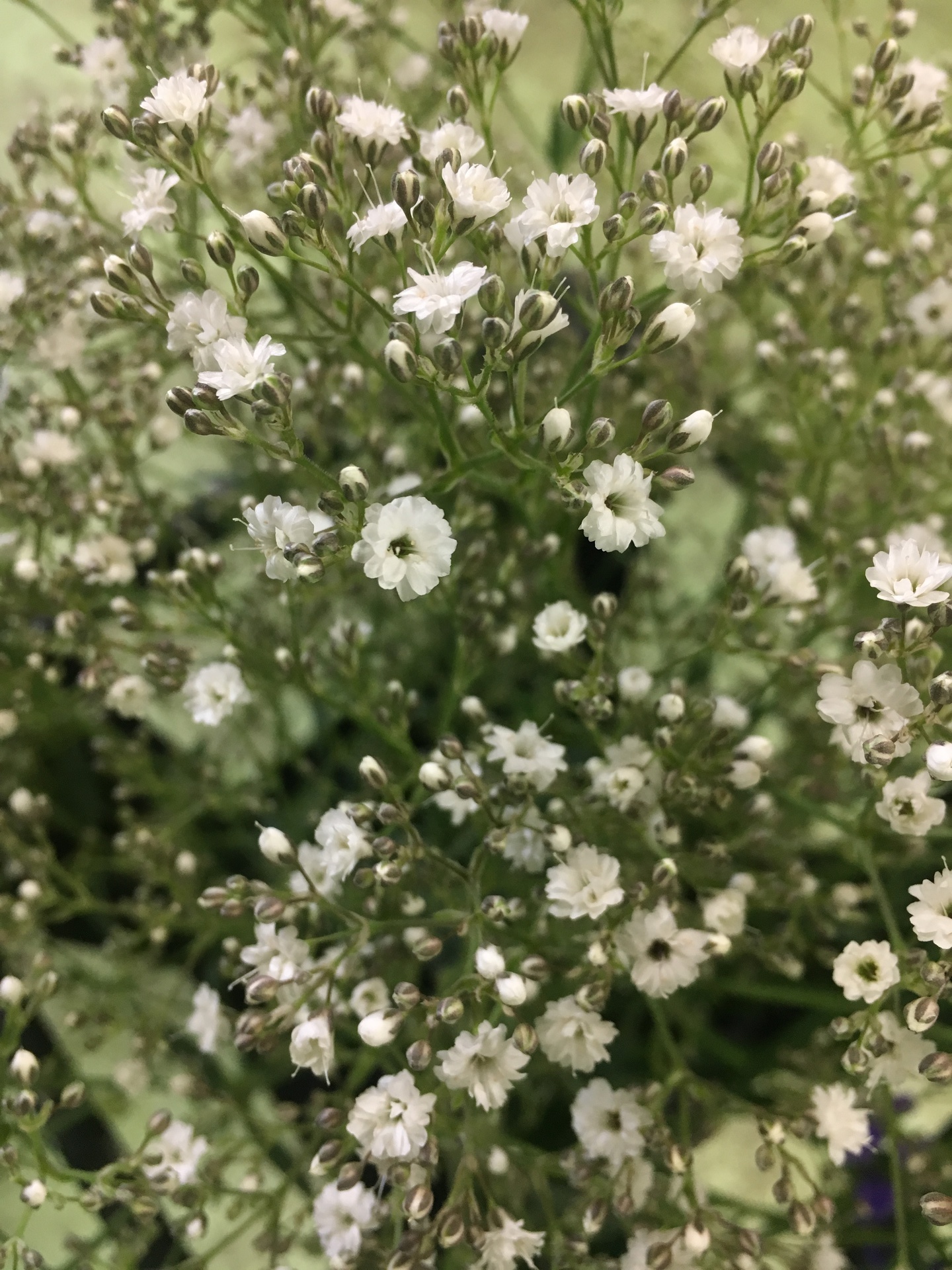 写真 2018-05-14 13 12 33.jpg